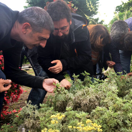 Image d’individus penchés sur des plantes en extérieur en train de regarder des feuilles lors d’une journée de formation en protection biologique en Espagne