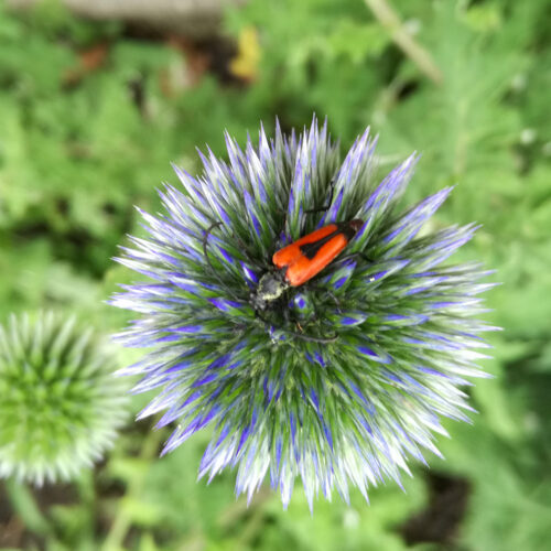 Macro d'insectes rouge sur une fleur bleue